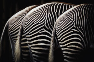 serengeti1