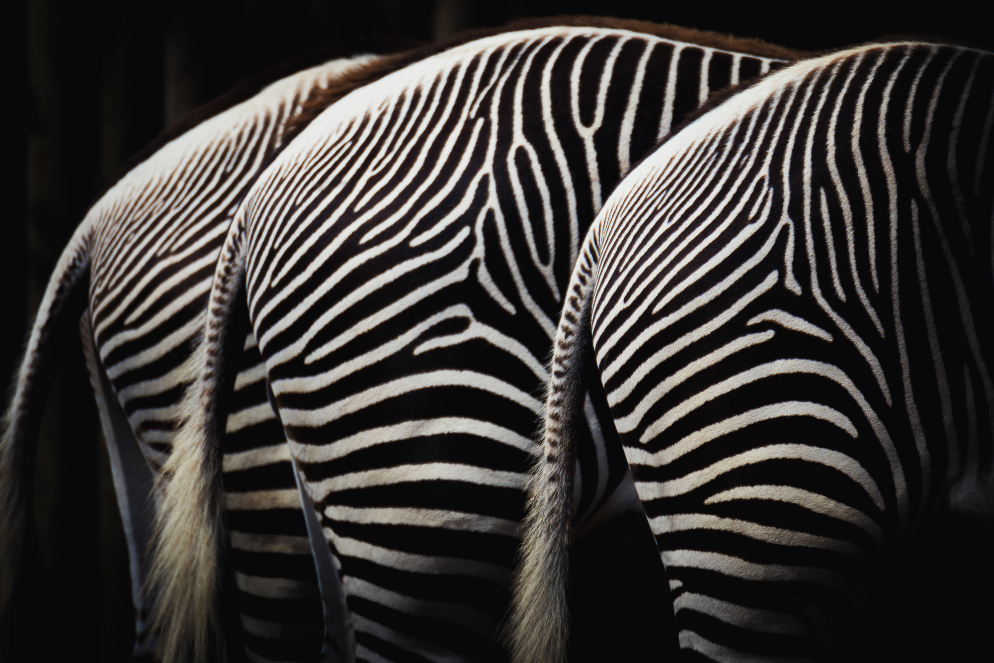 serengeti1