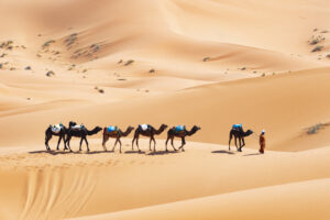 Stunning view of a bedouin riding camels on the sand dunes in Merzouga, Morocco.