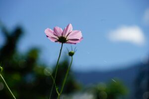 Thimphu3