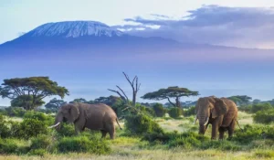 Elephants-in-Kilimanjaro-National-Park-Easy-Travel-Tanzania