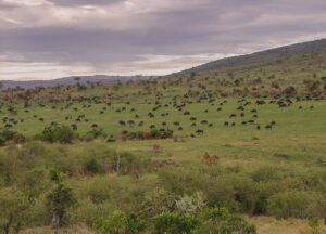P.N. Masai Mara - Kenia - Africa