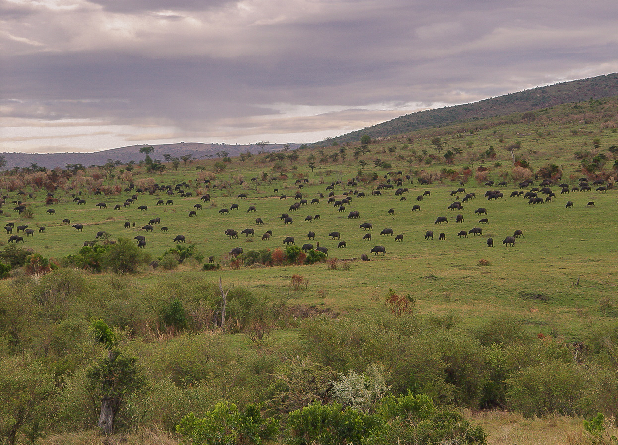 P.N. Masai Mara - Kenia - Africa