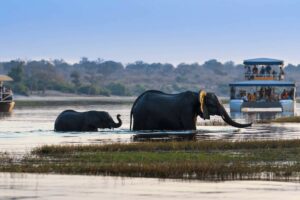 african-elephant-and-its-cub-crossing-the-chobe-river-in-the-chobe-national-park-with-tourist-boats-on-the-background_146278009