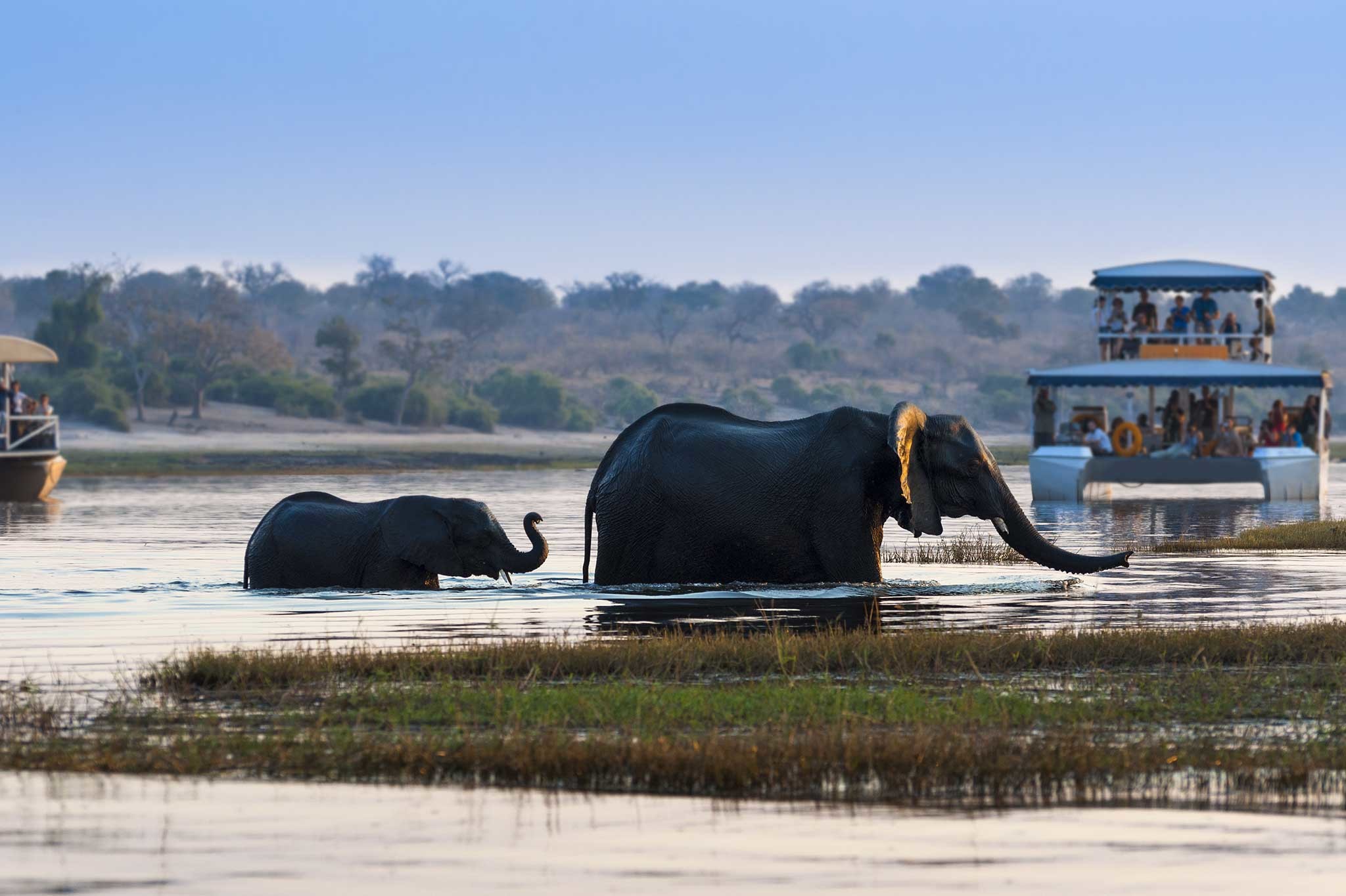 african-elephant-and-its-cub-crossing-the-chobe-river-in-the-chobe-national-park-with-tourist-boats-on-the-background_146278009