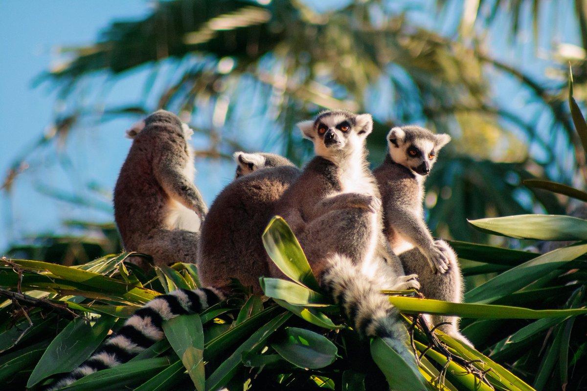 animales_de_madagascar_24125_orig