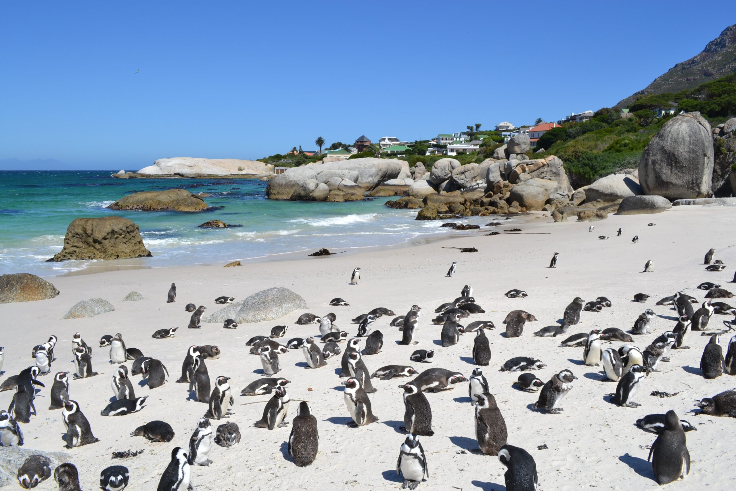 beach-sea-coast-ocean-bird-penguin-838124-pxhere.com_-scaled