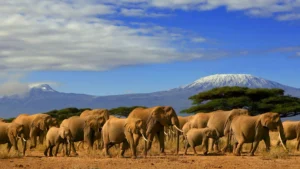kenia-laenderinformationen-elephanten-kilimandjaro-natucate