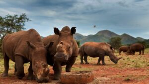 kruger-national-park-rhino-decline-grazing
