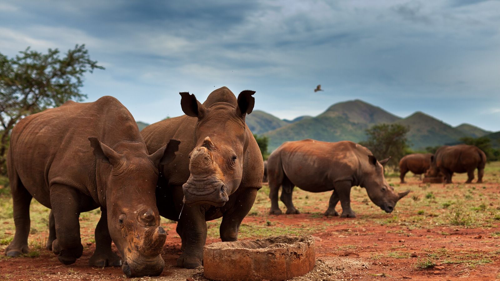 kruger-national-park-rhino-decline-grazing