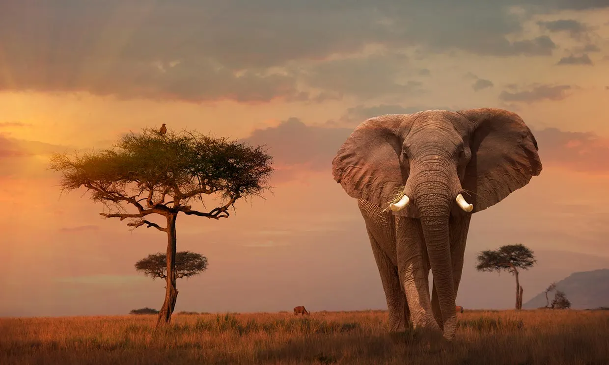 masaimara-kenia-elefante-t.jpg