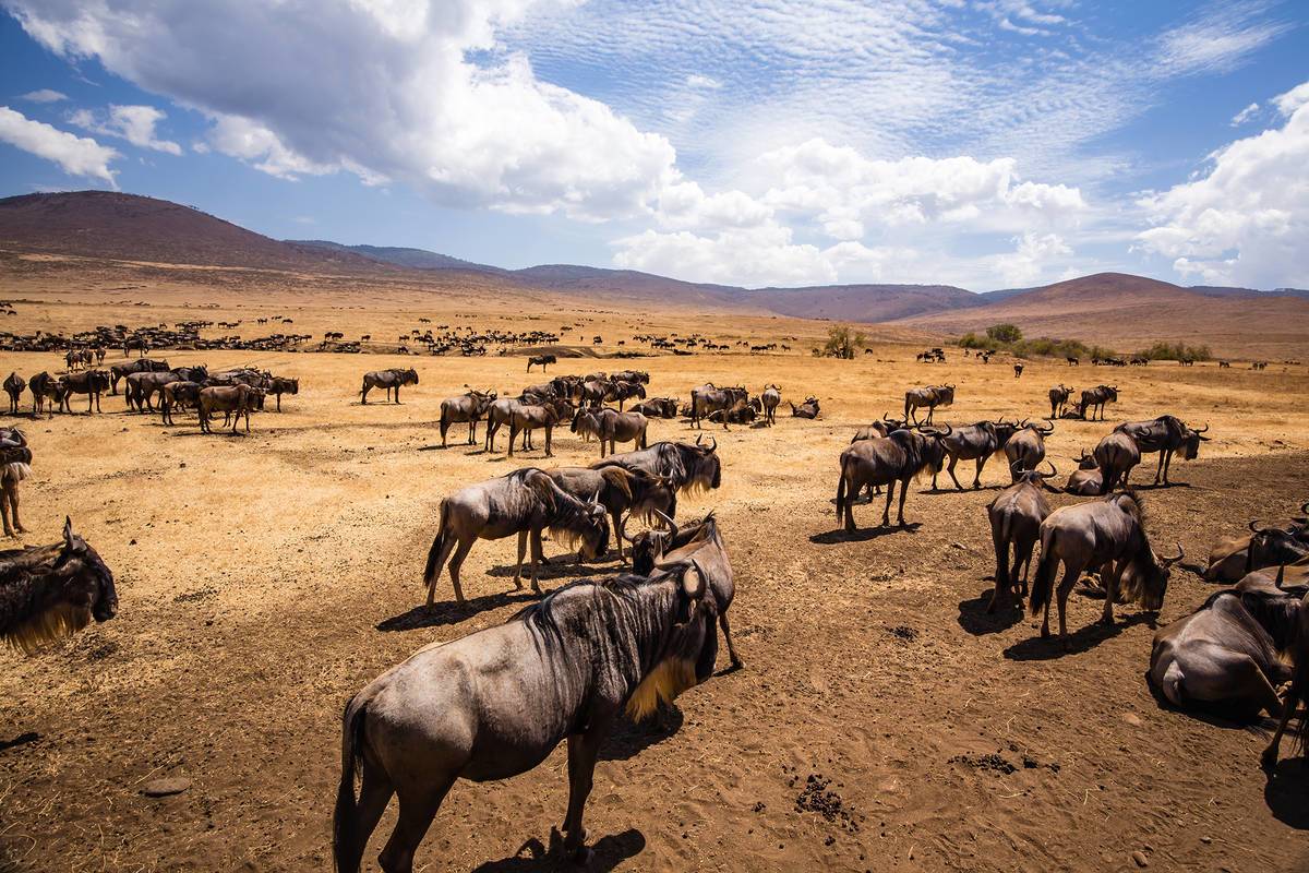 web-aventuraafrica-tanzania-ngorongoro-6